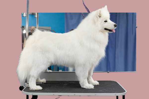 Bijwerk/Opfris Workshop: Eigen Hond Trimmen