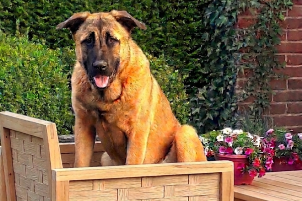 Privécoaching voor jonge honden