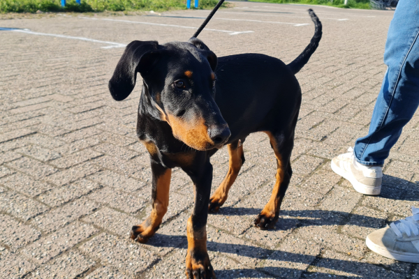 Privé puppycursus