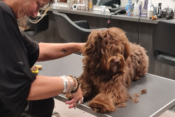 Workshop: Eigen hond trimmen