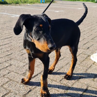 Privé puppycursus