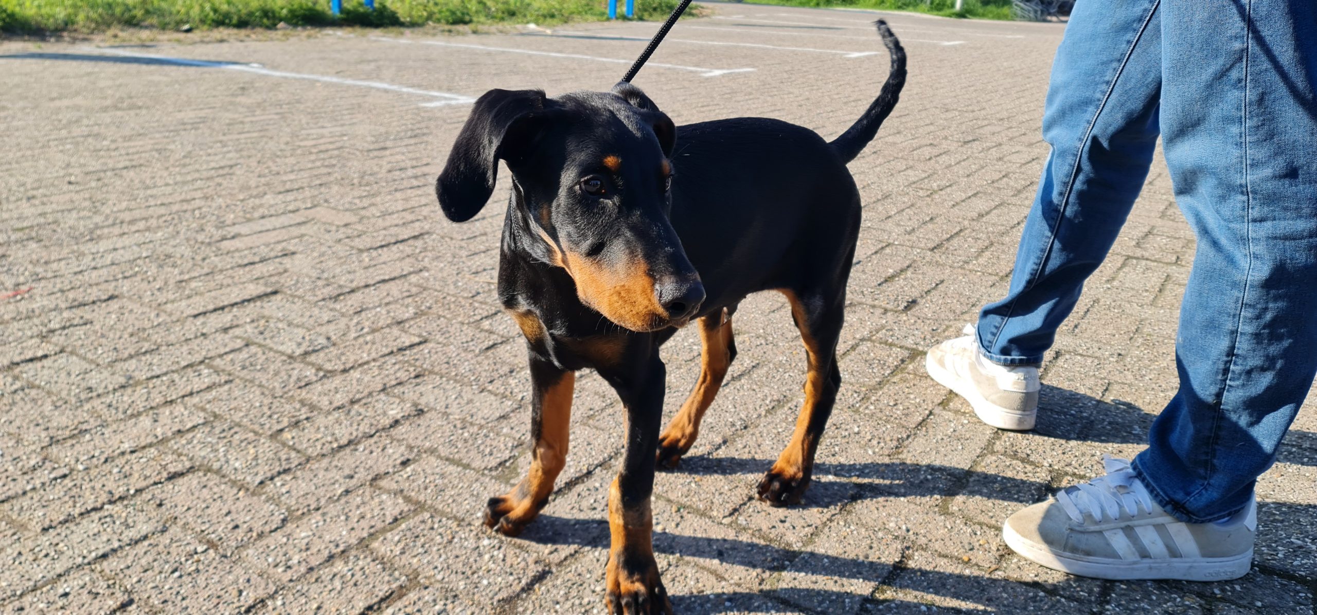 Privé puppycursus