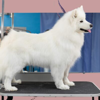 Bijwerk/Opfris Workshop: Eigen Hond Trimmen