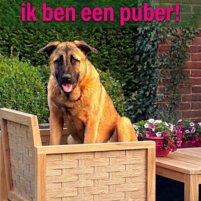 Privécoaching voor jonge honden