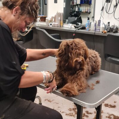 Workshop: Eigen hond trimmen